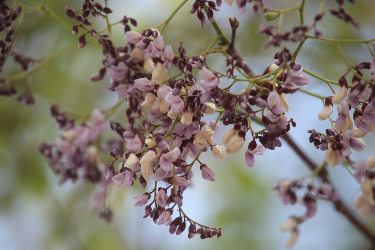 Dalbergia lanceolaria L.f.